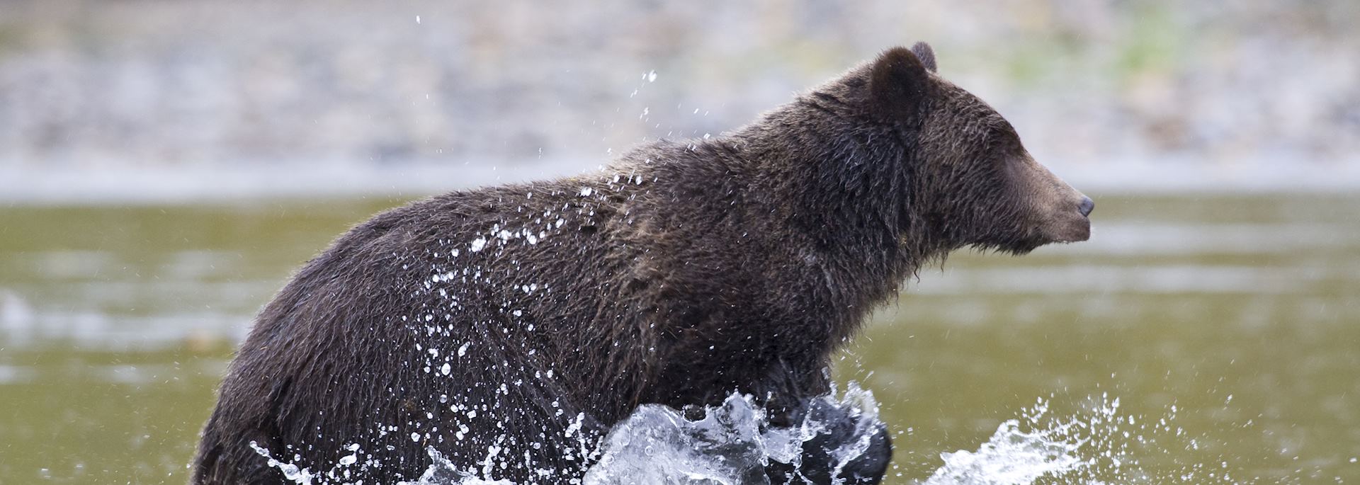 Grizzly bear, Yoho National Park, Canada