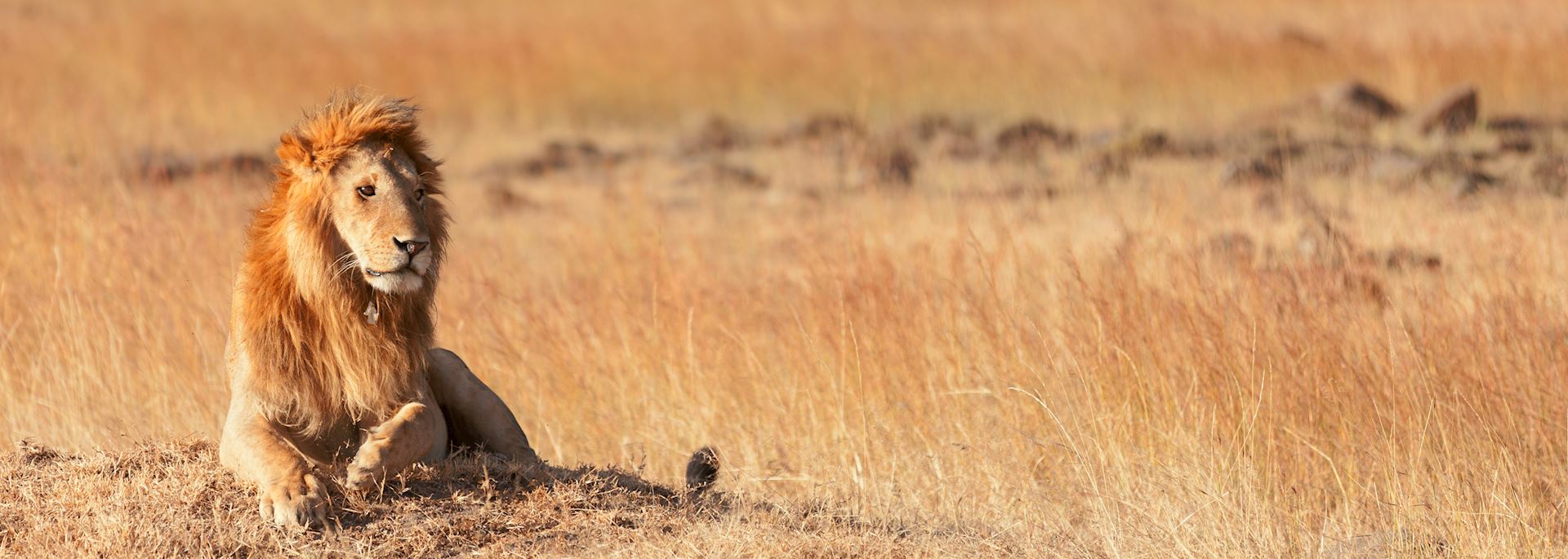 Lion in the Masai Mara