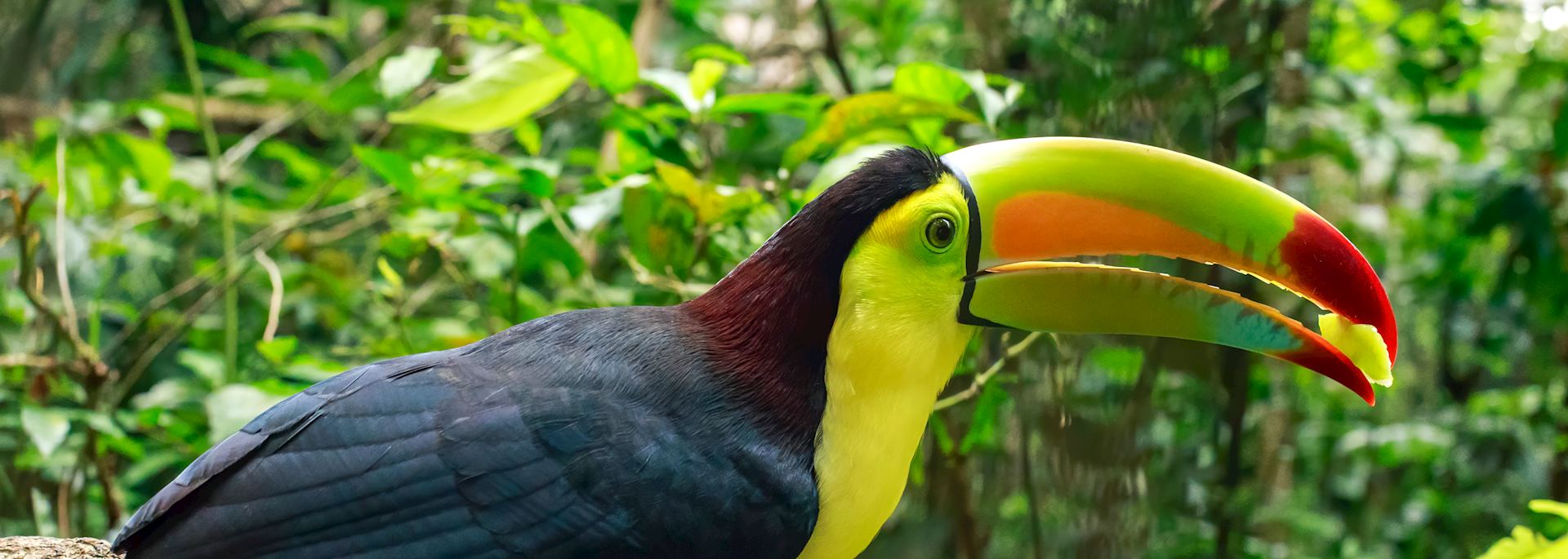 Toucan in Belize jungle