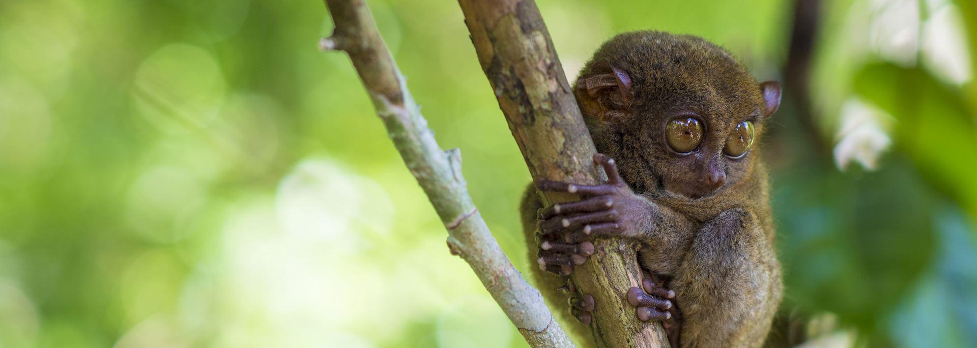 Tarsier monkey, Bohol