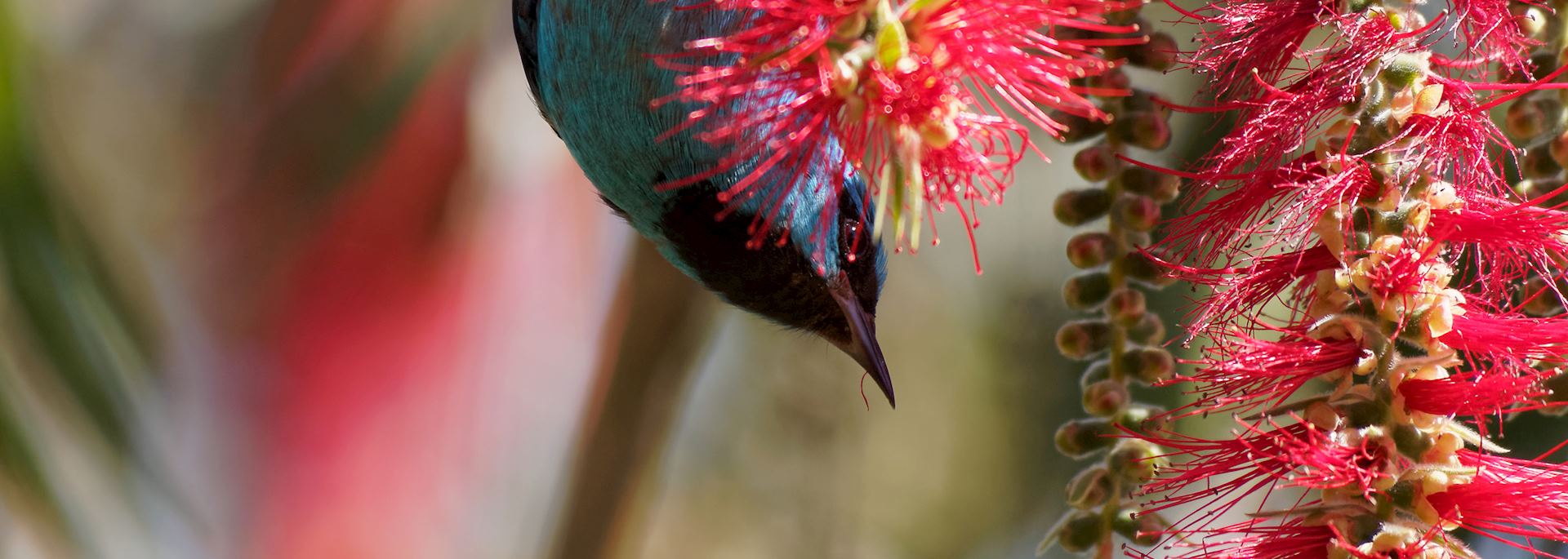 Blue dacnis, Panama