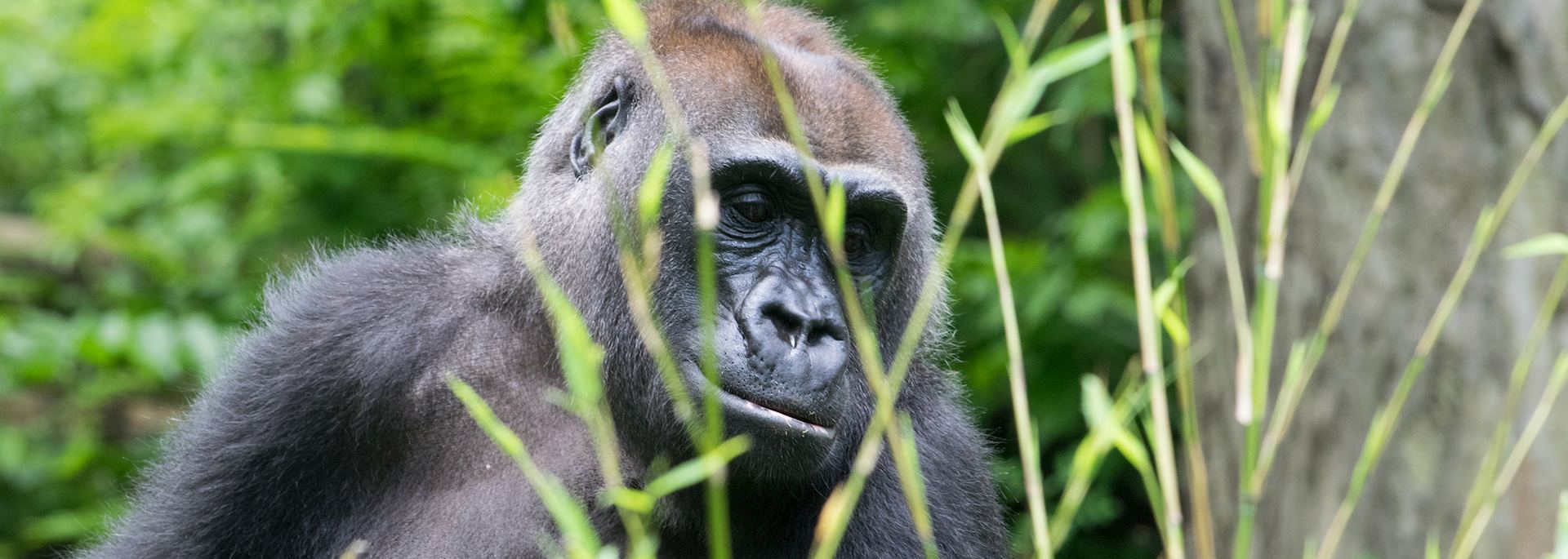 Gorilla in Rwanda