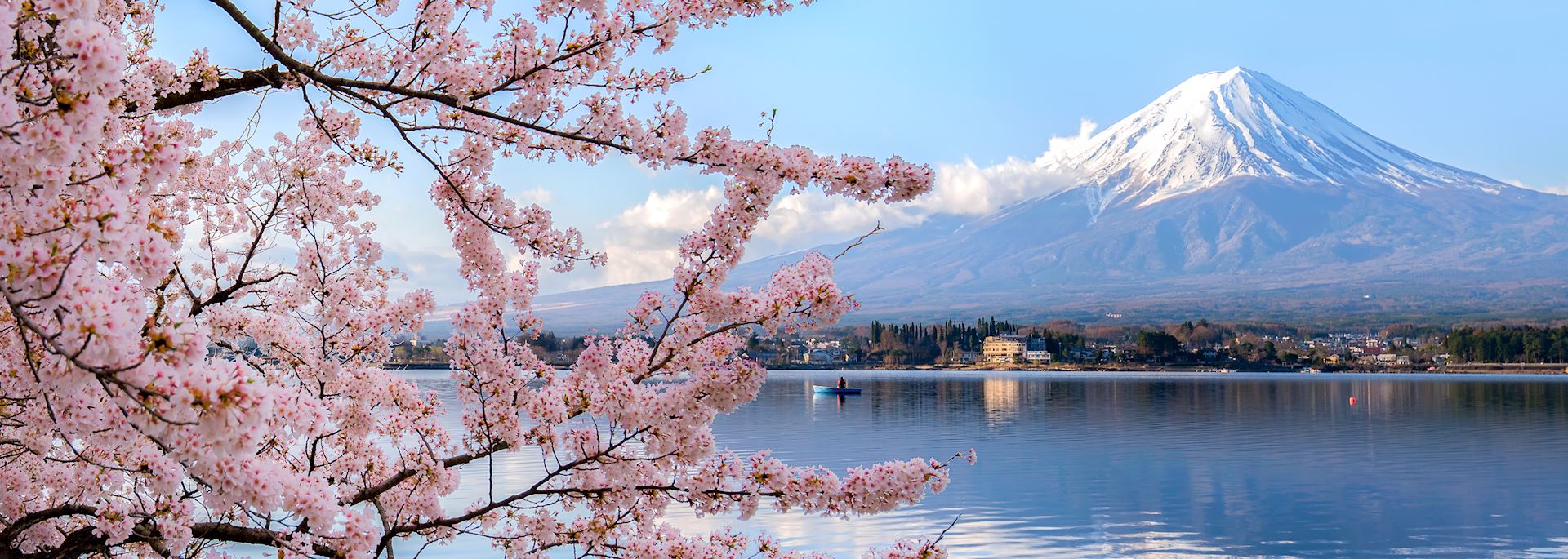 Cherry blossom season in Japan