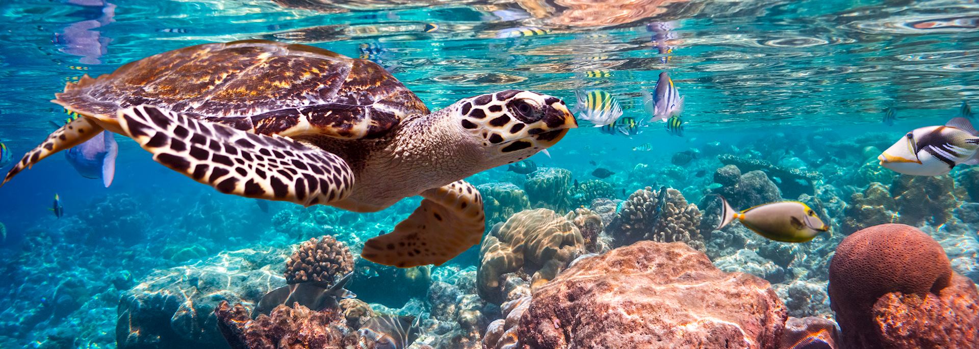 Hawksbill turtle, Maldives