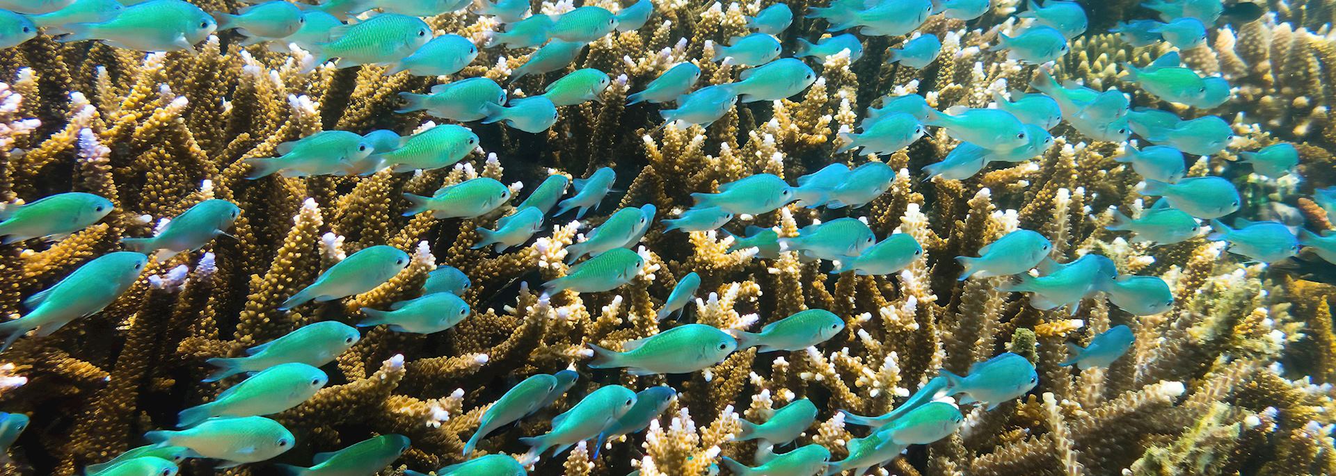 Underwater marine life in Fiji