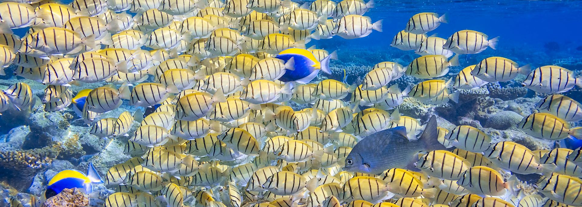 Marine life in the Maldives