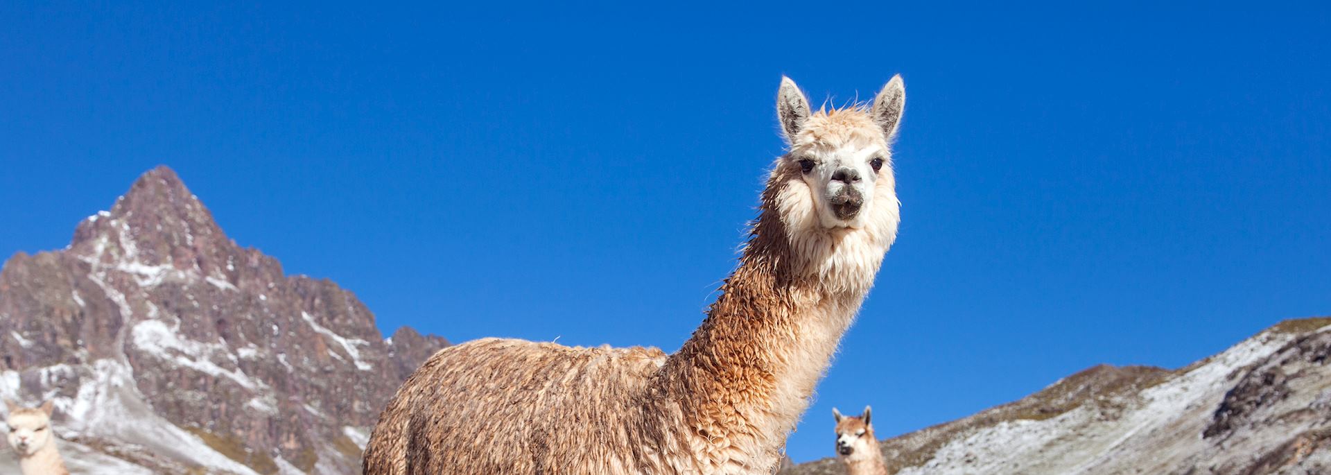 Llama in the Andes Mountains, Peru