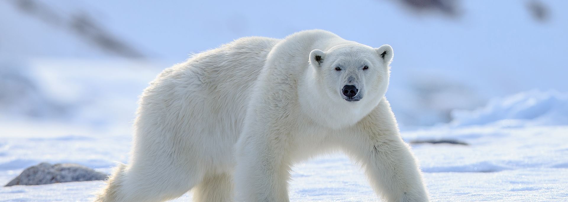 Polar bear in the Arctic