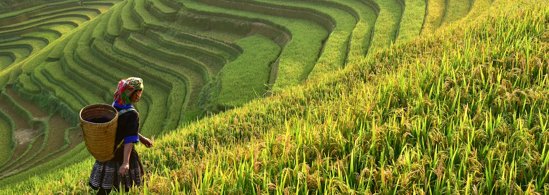 Rice terraces, Vietnam